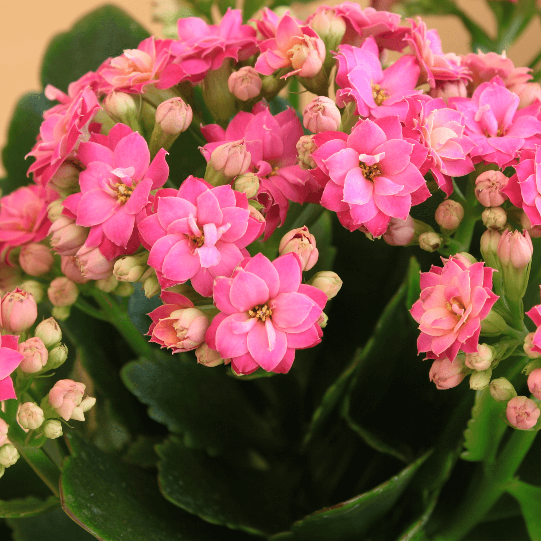Kwitnące kalanchoe