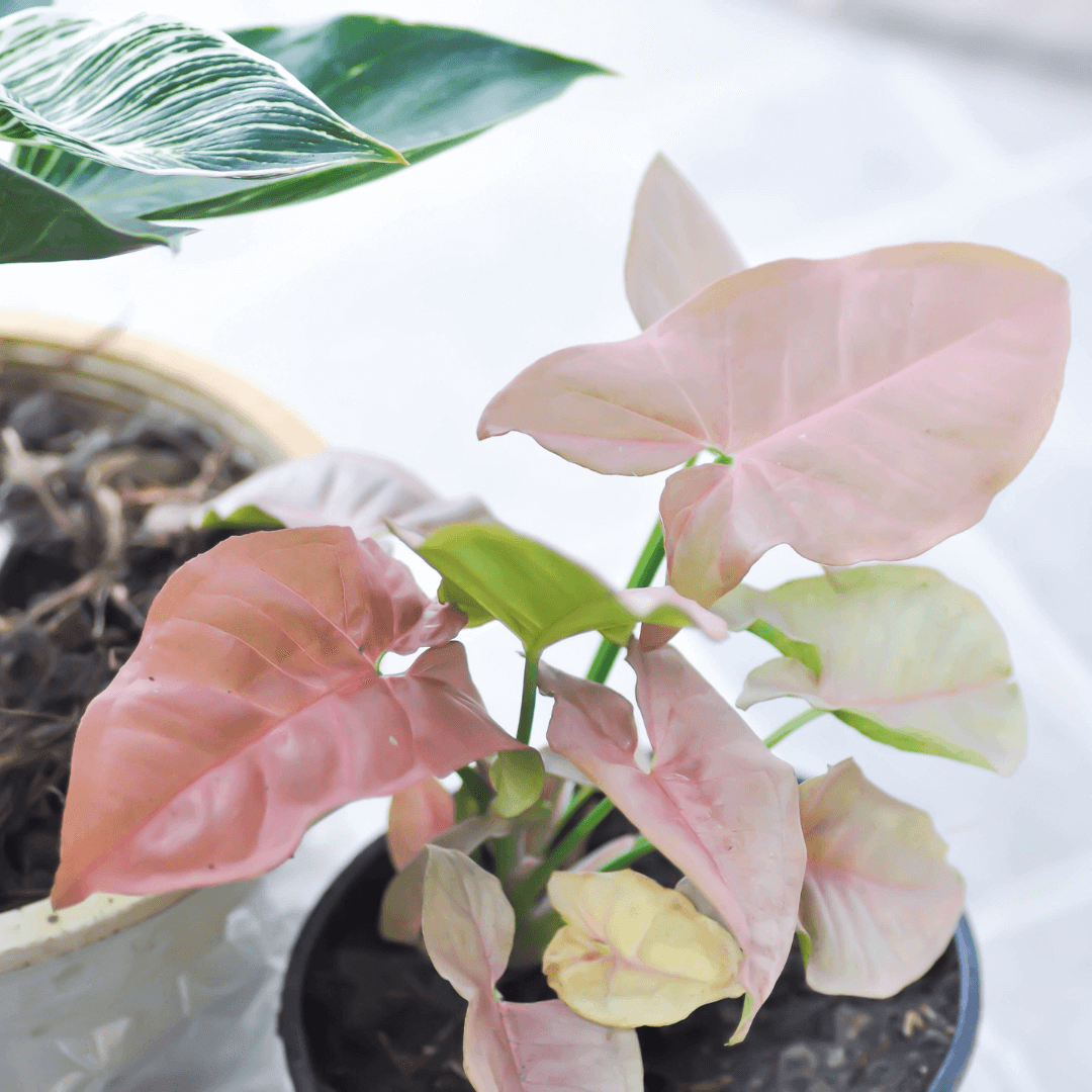 Różowe syngonium