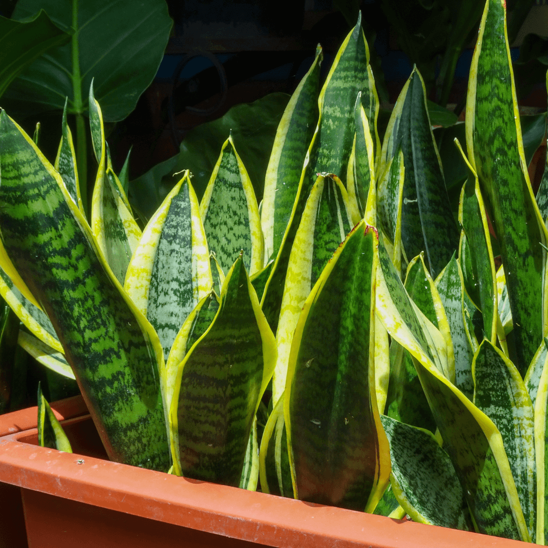 Sansevieria aubrytiana