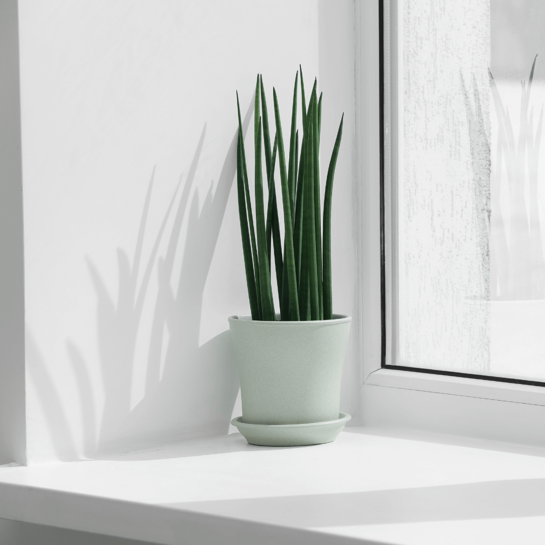 Sansevieria cylindrica