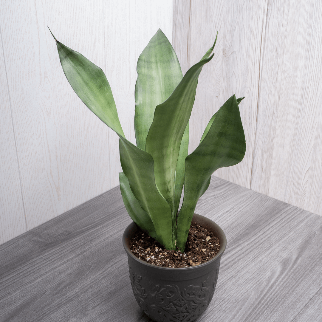 Sansevieria moonshine