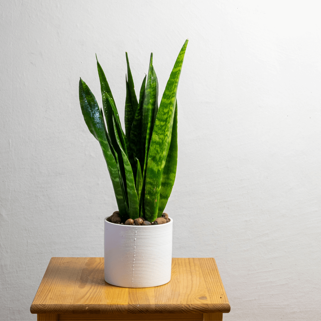 Sansevieria zeylanica