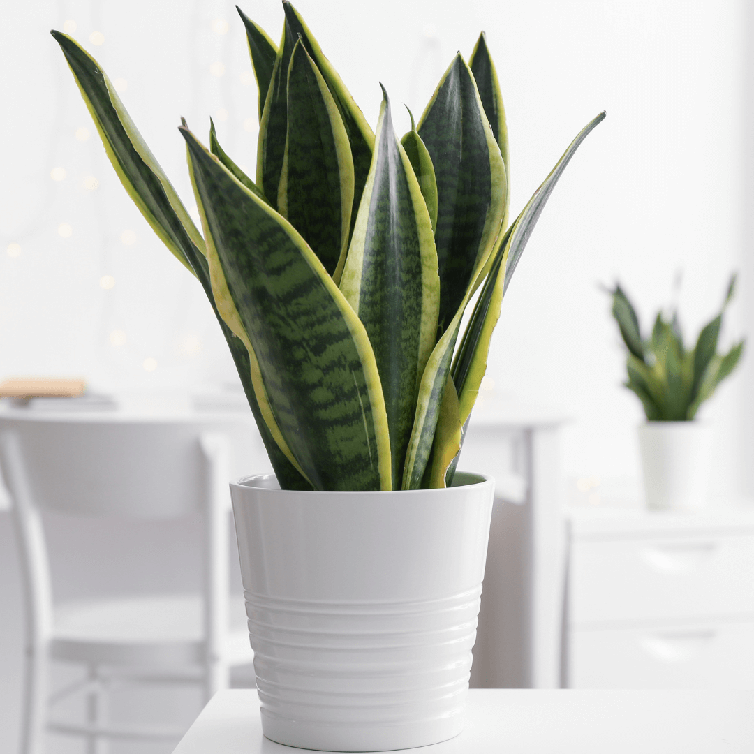Sansevieria