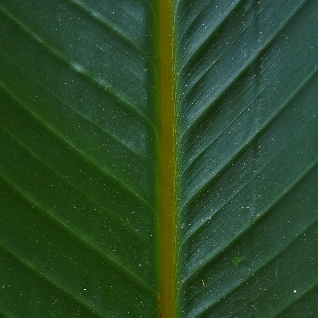 Liść strelicji nicolai