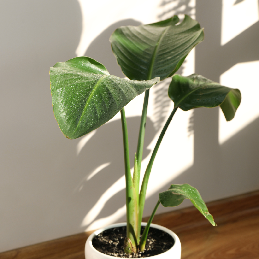 Strelicja na słonecznym stanowisku