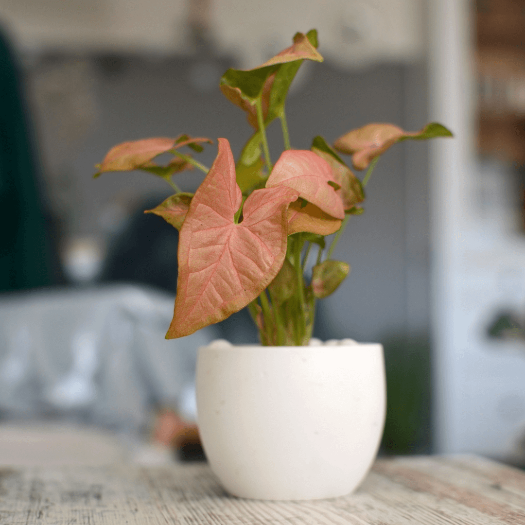 Syngonium odmiana Neon Robusta