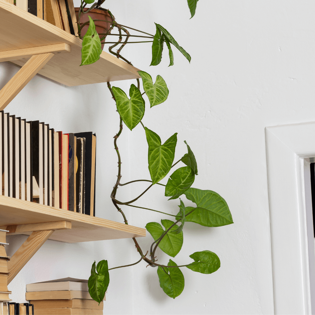 Syngonium bez podpory