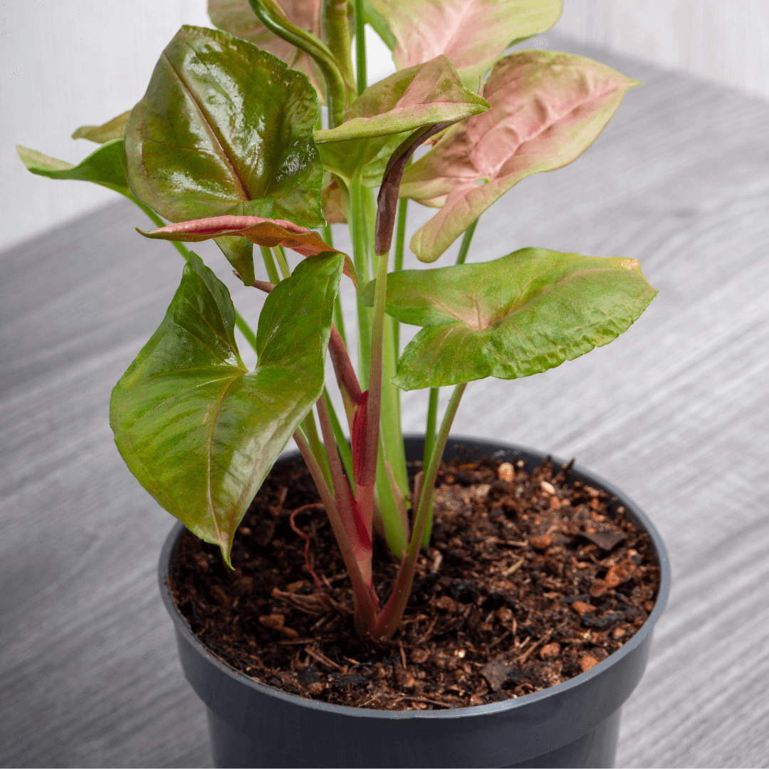Syngonium w bigosie