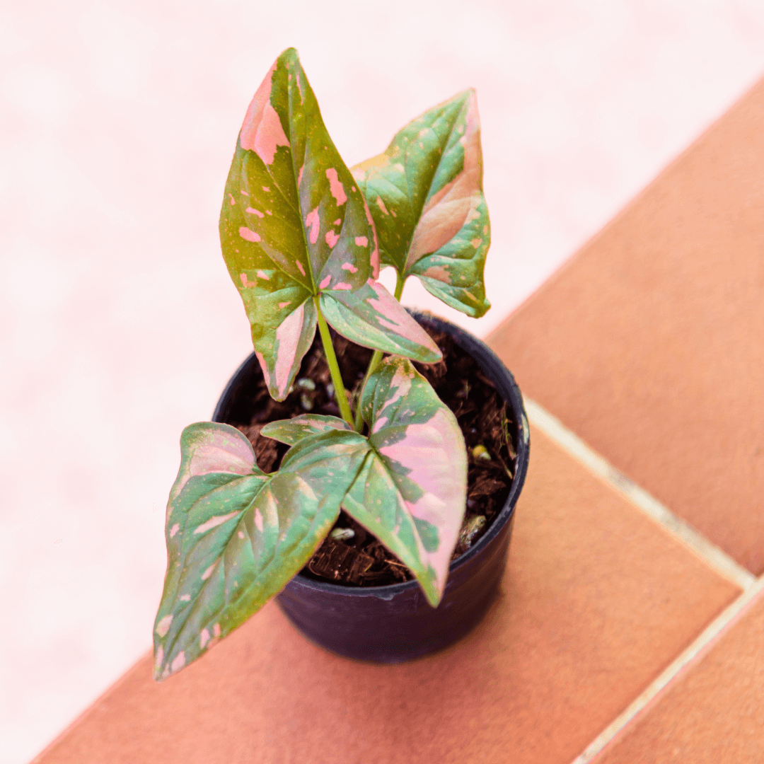 Syngonium odmiana Red Spot