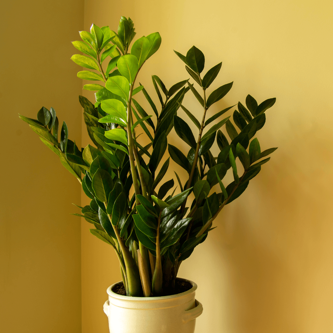 Zamiokulkas zamiifolia