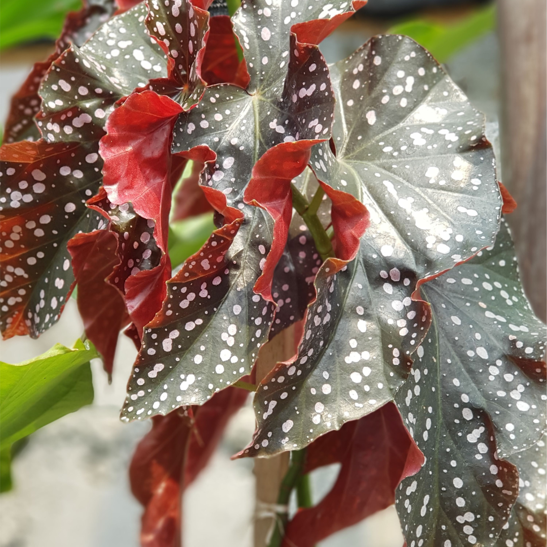 Zraszanie liści, a choroby grzybowe begonia maculata