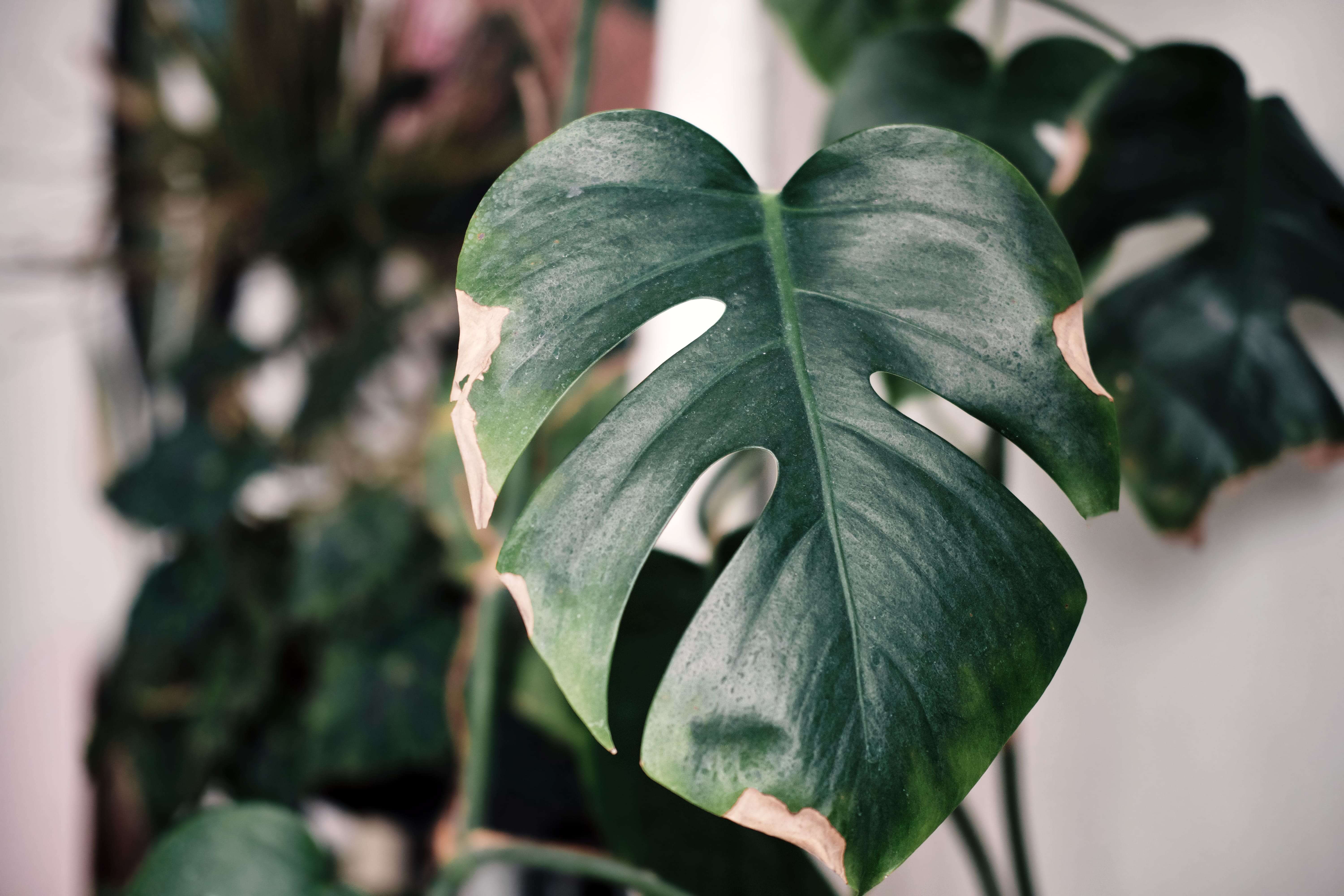 Przelana monstera. Jak ją uratować? Poradnik krok po kroku.